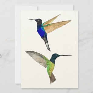 Two Hummingbirds