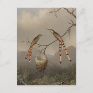 Two Hummingbirds with Their Young Postcard
