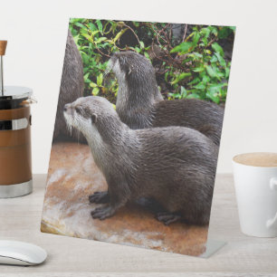 Two Hungry Otters Waiting For Fish,- Pedestal Sign