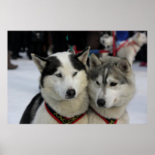 Two Husky Photography Sled Dog  Poster
