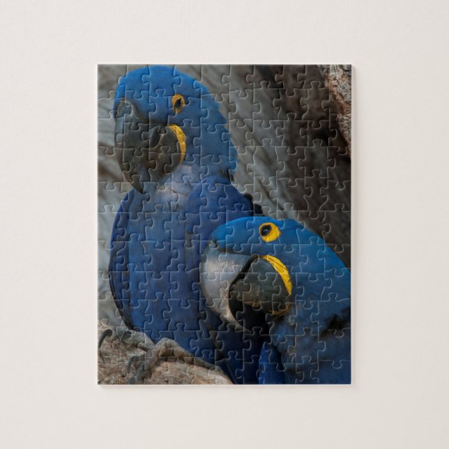 Two Hyacinth Macaws, Brazil Jigsaw Puzzle (Vertical)
