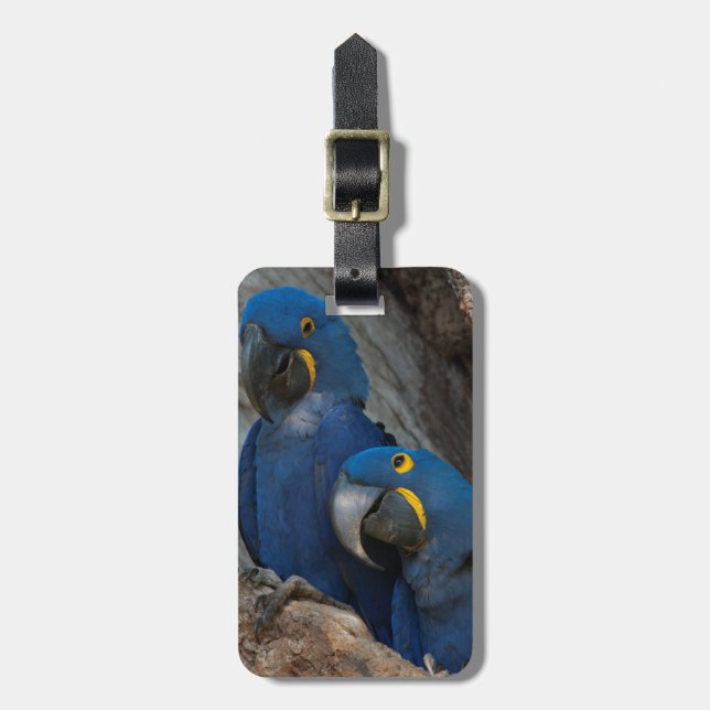 Two Hyacinth Macaws, Brazil Luggage Tag (Front Vertical)