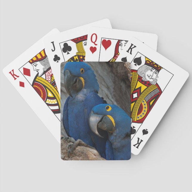 Two Hyacinth Macaws, Brazil Playing Cards (Back)