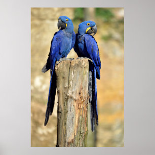 Two Hyacinth macaws Poster