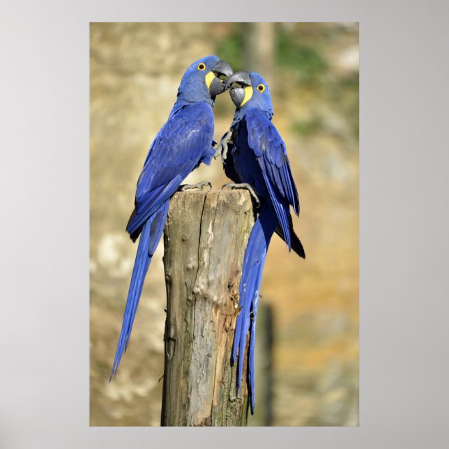 Two Hyacinth macaws Poster (Front)