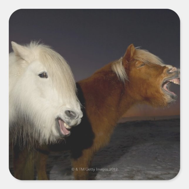 Two Icelandic horses Square Sticker (Front)