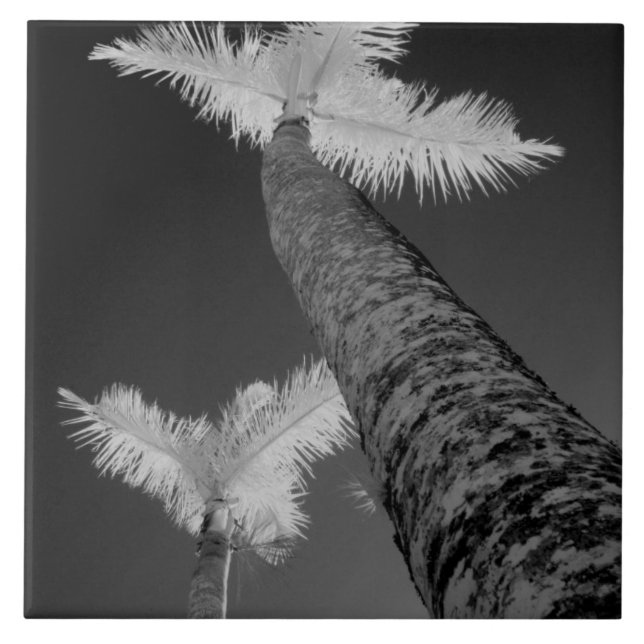 Two infrared palm trees. ceramic tile (Front)