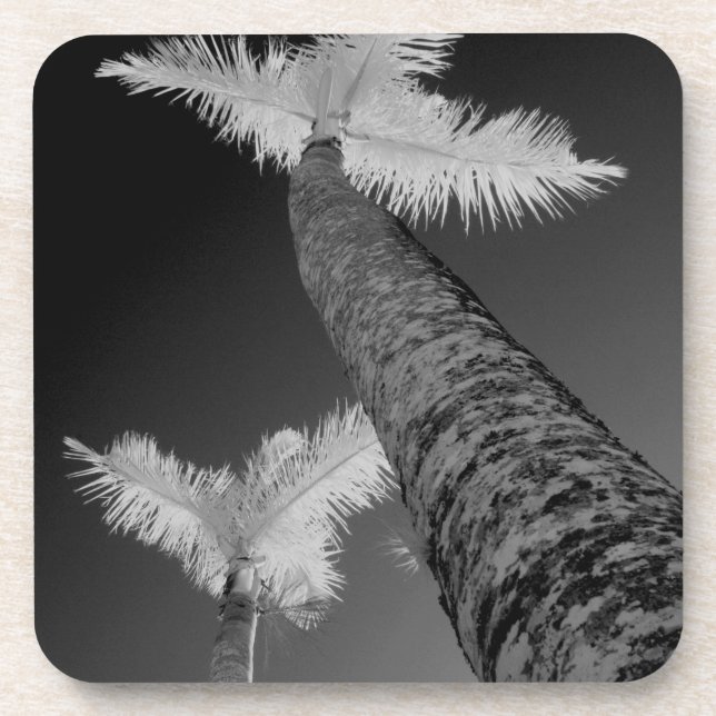 Two infrared palm trees. coaster (Front)