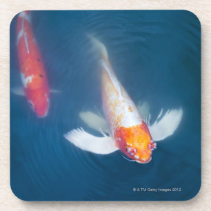Two Japanese koi fish in pond Coaster