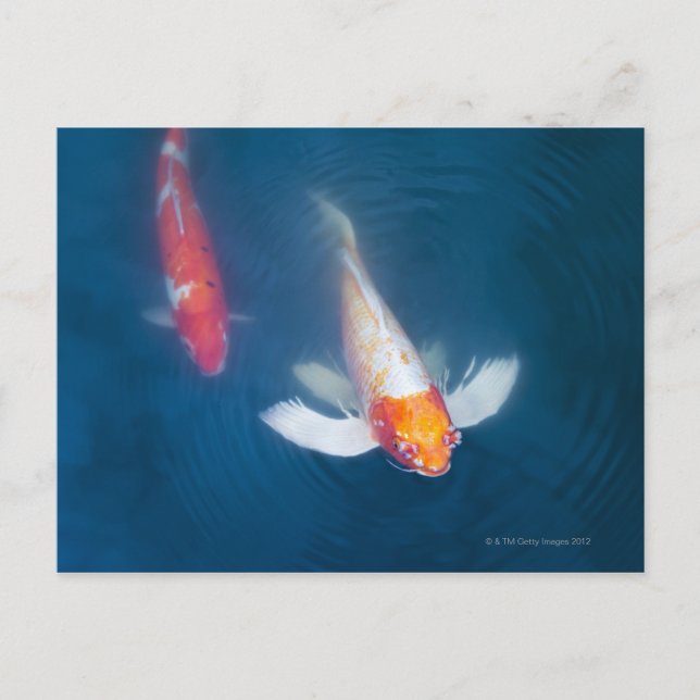 Two Japanese koi fish in pond Postcard (Front)
