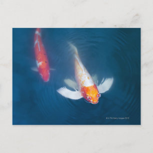 Two Japanese koi fish in pond Postcard