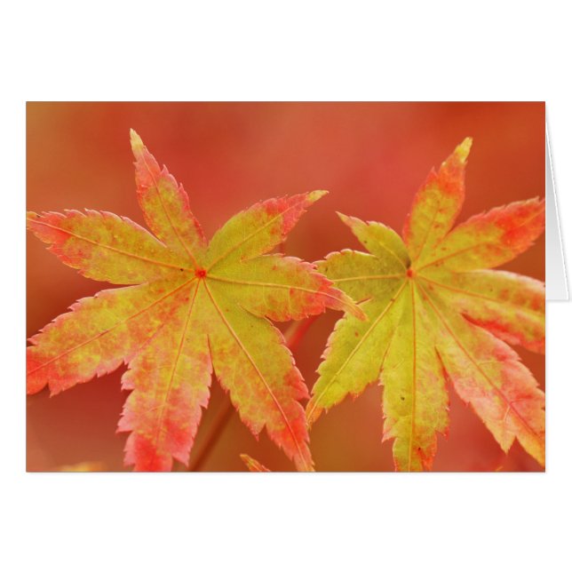 Two Japanese Maple Leaves (Front Horizontal)