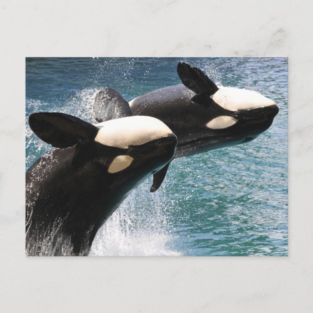 Two killer whales jumping out of water postcard (Front)