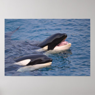 Two killer whales poster