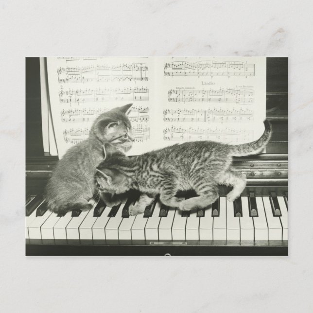 Two kitten playing on piano keyboard, (B&W) Postcard (Front)