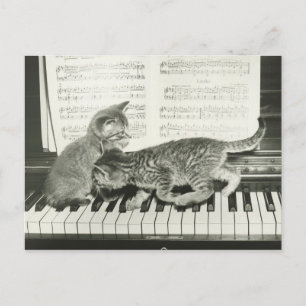 Two kitten playing on piano keyboard, (B&W) Postcard
