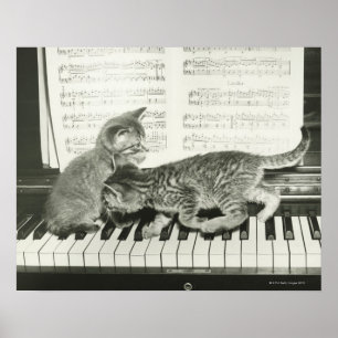 Two kitten playing on piano keyboard, (B&W) Poster
