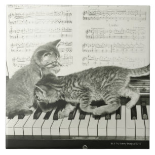 Two kitten playing on piano keyboard, (B&W) Tile