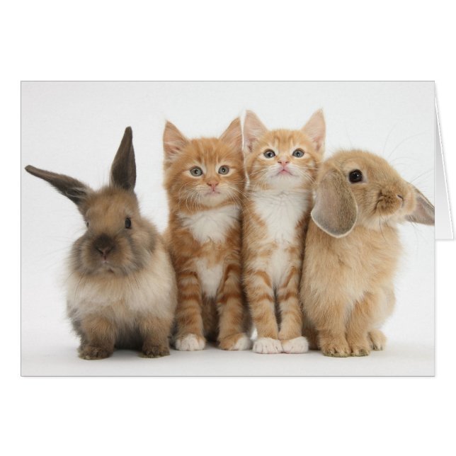 Two Kittens and Two Bunnies! (Front Horizontal)