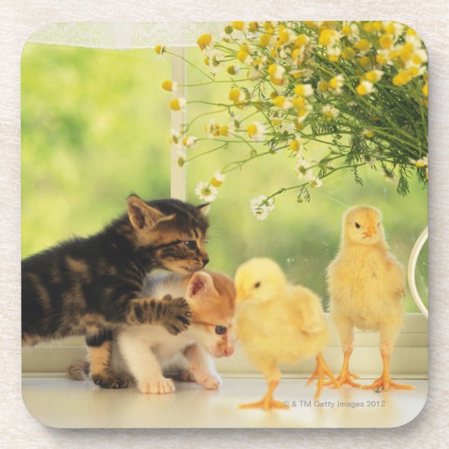 Two Kittens and Two Chicks Playing, Front View, Coaster (Front)