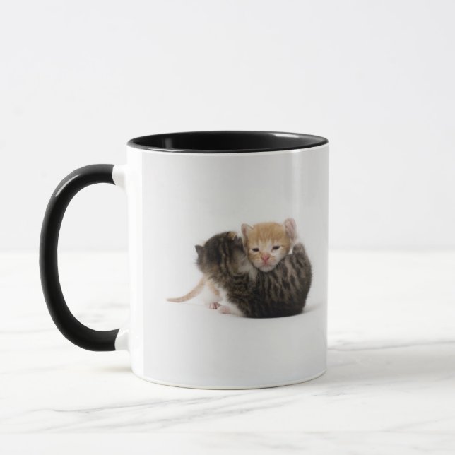 Two kittens cuddling on white background mug (Left)