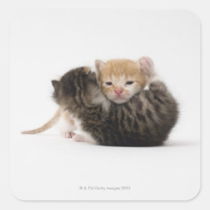 Two kittens cuddling on white background square sticker