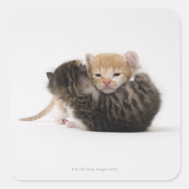 Two kittens cuddling on white background square sticker (Front)