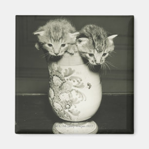 Two kittens hiding in vase, (B&W) Magnet
