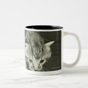 Two kittens hiding in vase, (B&W) Two-Tone Coffee Mug
