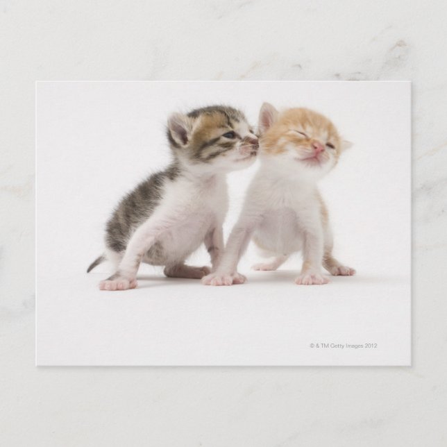 Two kittens kissing against white background postcard (Front)