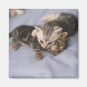 Two kittens magnet