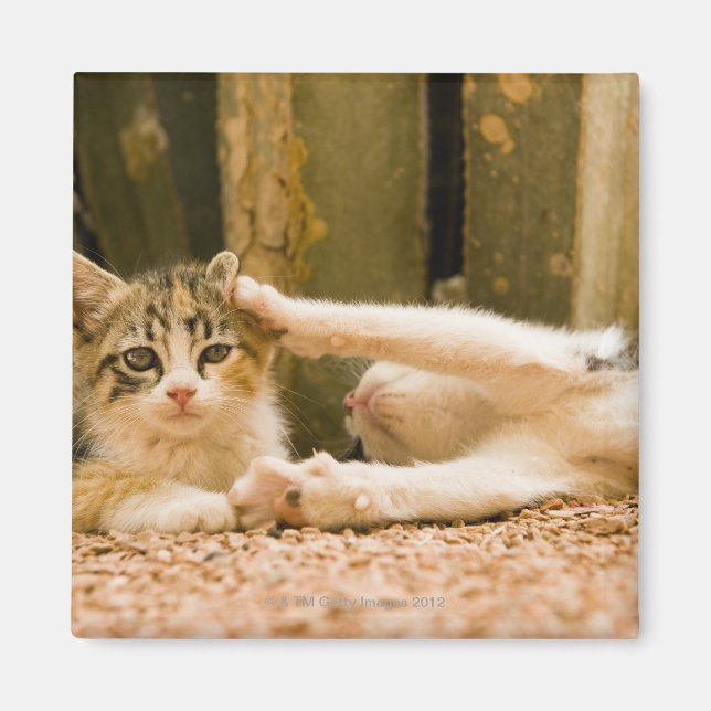 Two kittens, Morocco Magnet (Front)