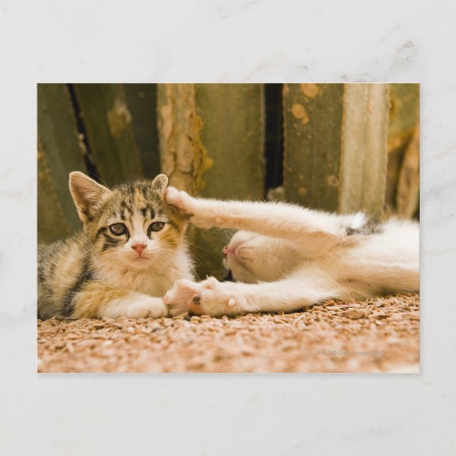 Two kittens, Morocco Postcard (Front)