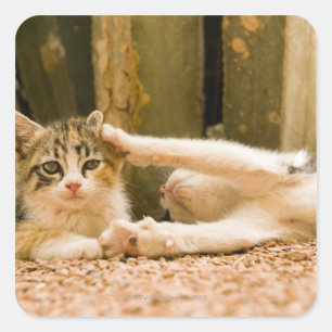 Two kittens, Morocco Square Sticker