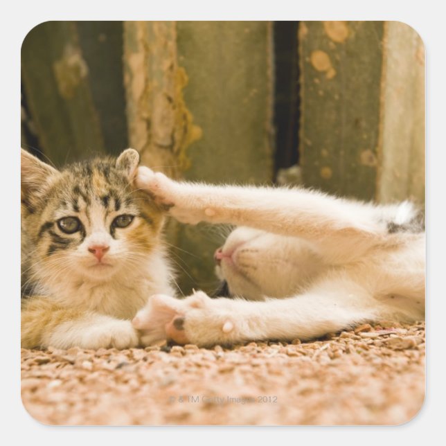Two kittens, Morocco Square Sticker (Front)