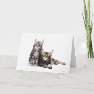 Two kittens of Maine coon cat Card