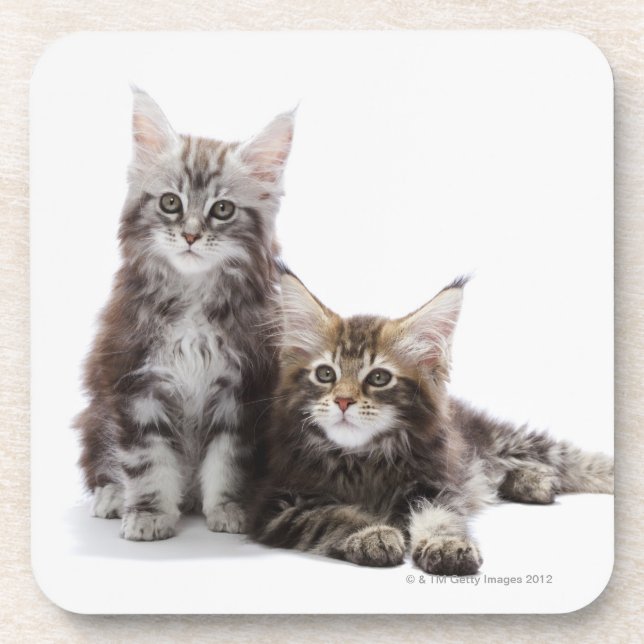Two kittens of Maine coon cat Coaster (Front)