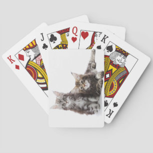 Two kittens of Maine coon cat Playing Cards