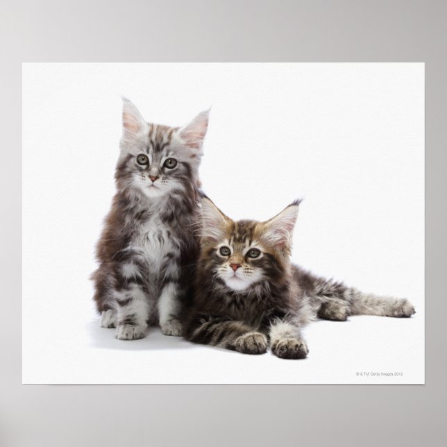 Two kittens of Maine coon cat Poster (Front)