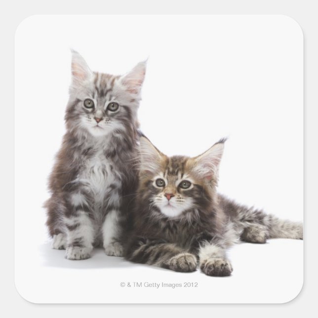 Two kittens of Maine coon cat Square Sticker (Front)