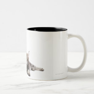 Two kittens of Maine coon cat Two-Tone Coffee Mug