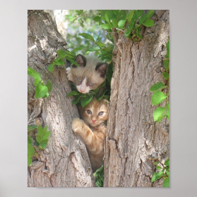 Two Kittens on a Tree Poster (Front)