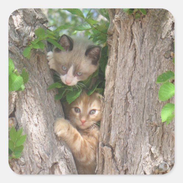 Two Kittens on a Tree Square Sticker (Front)