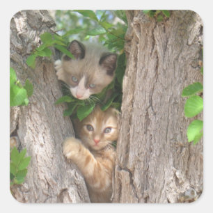 Two Kittens on a Tree Square Sticker