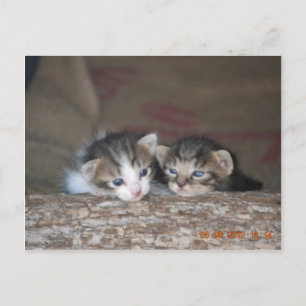 Two kittens on log postcard
