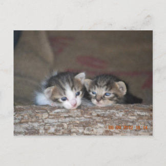 Two kittens on log postcard