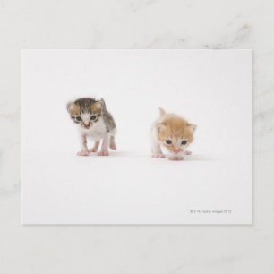 Two kittens on white background postcard