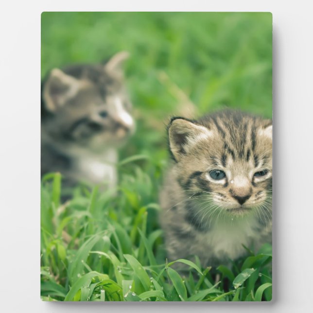 Two kittens playing in the grass plaque (Front)