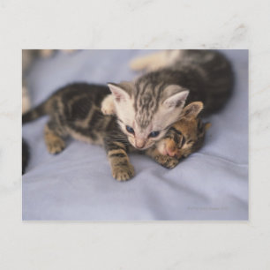 Two kittens postcard