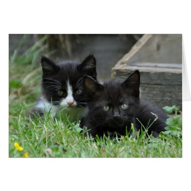 Two Kittens Side by Side (Front Horizontal)